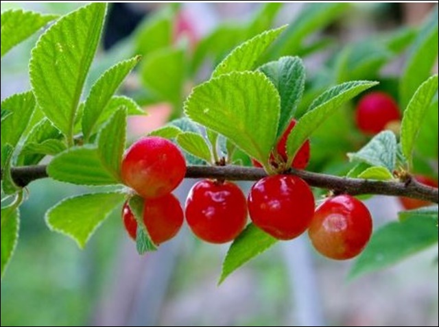 앵두 효능 11가지 알아본다면