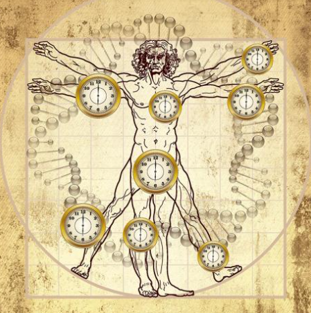 생물학적-시계를-표현한-그림