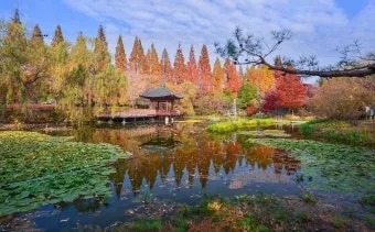 경상남도 수목원 5월의 꽃 관음죽꽃 핑퐁나무 황금자주달개비 마가렛 만첩빈도리 자란 크레이프자스민_16