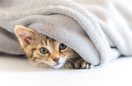 이불에 숨은 고양이.