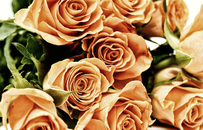 삼척장미축제 일정 입장료 주차장 관람꿀팁