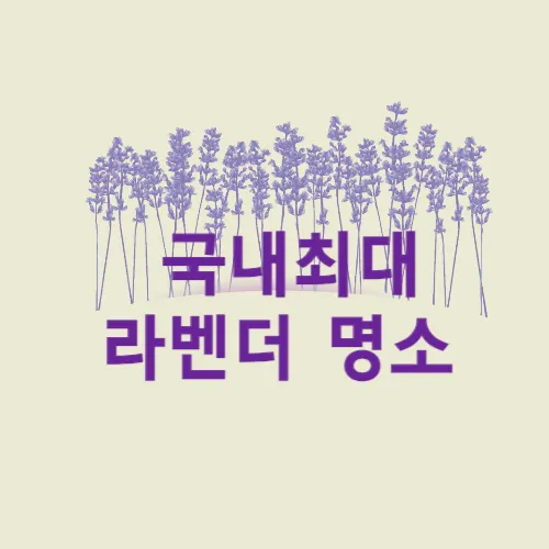 라벤더 명소