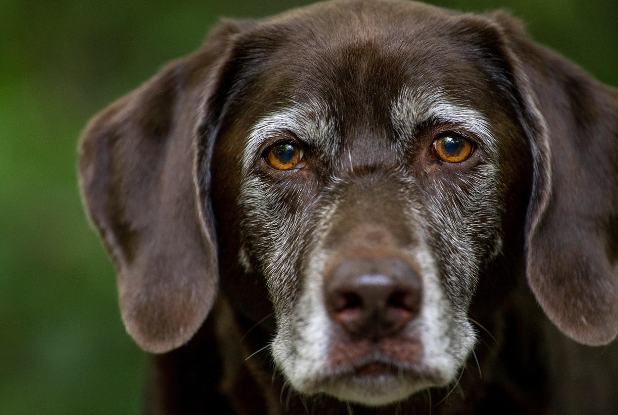 노령견의 분리불안: 신체 기능 저하가 가져오는 정서적 의존