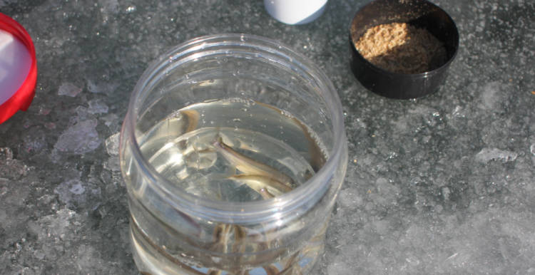 강화도 신선낚시터 빙어대잔치