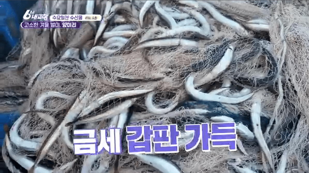 [6시내고향]강원도 속초 양미리 도루묵 오징어 &amp;#39;금성호&amp;#39; 택배 연락처 정보