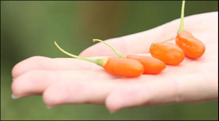 손 위에 놓은 구기자 4알