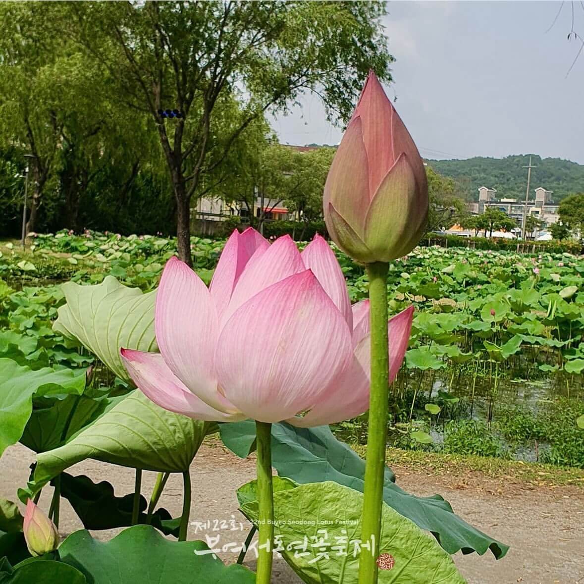 부여 궁남지 연꽃축제
