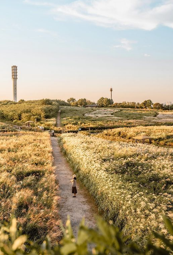 하늘공원-억새축제-서울정원박람회