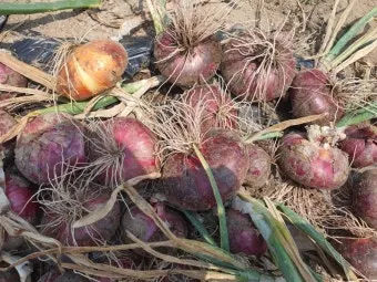 적양파 재배 모종 심기 재식 거리 질소 과다 주의_9