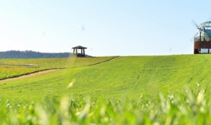 5월 강추 꽃 축제