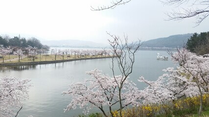 25년 4월 봄꽃여행지추천!!벚꽃 &amp; 유채꽃 절정! 봄꽃 여행지 BEST 6