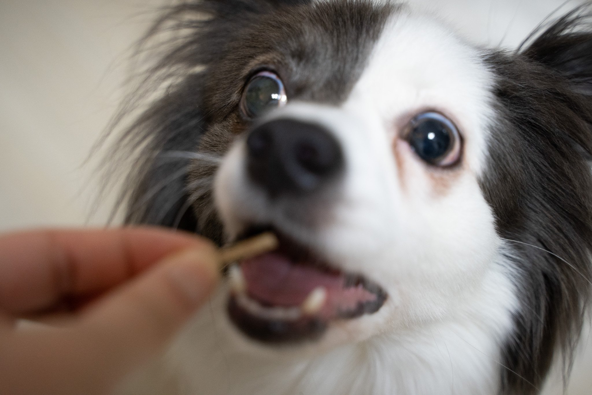 반려동물 식이섬유 파이보 강아지 설사할 때 먹이는 보조제 FIBOR