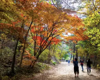 홍천 은행나무숲_7