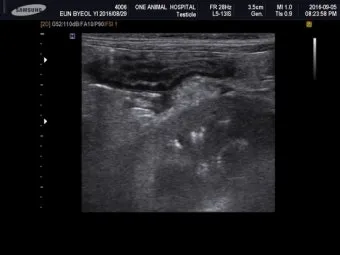 강아지 췌장암 증상 진단 치료법 안내_10