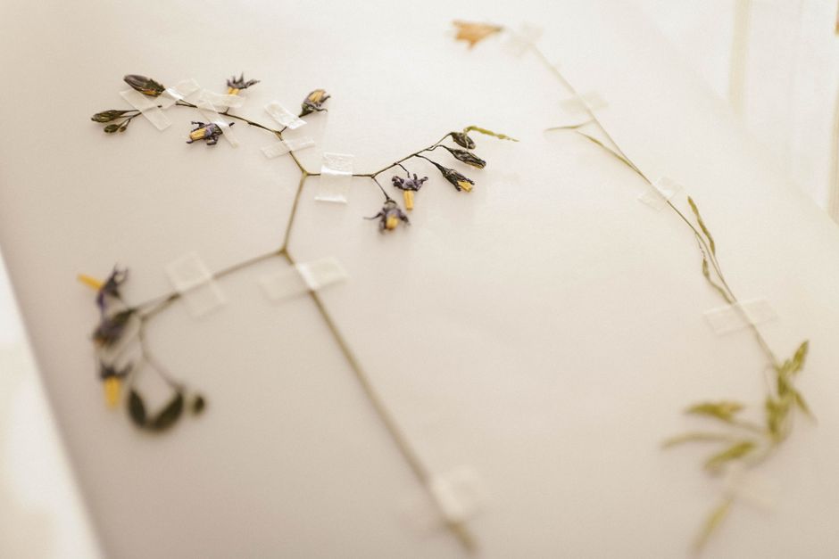 Pressed flowers taped on a light surface, showcasing delicate floral preservation.