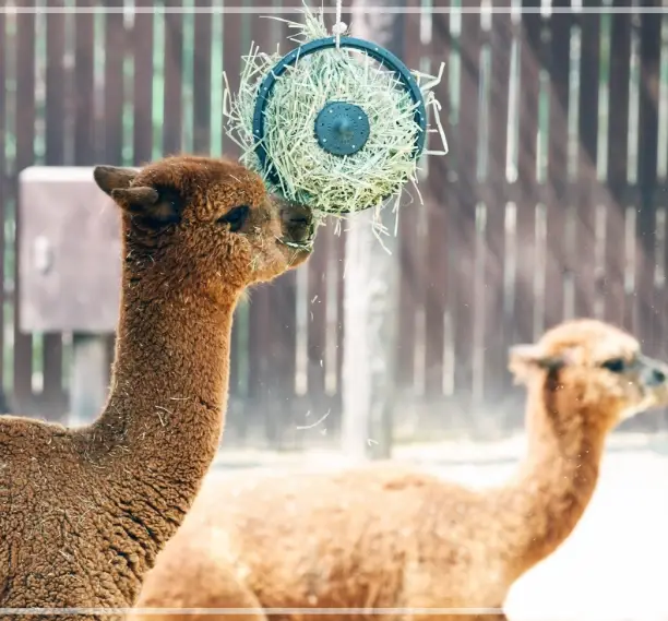 서울대공원-동물원-입장료-가격-할인-이용시간