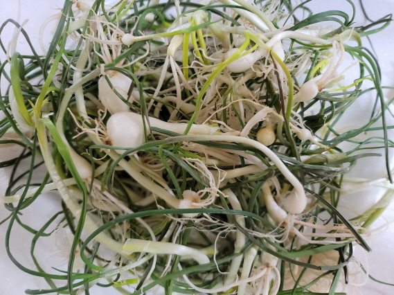 달래무침 만드는 법