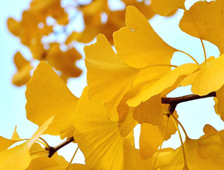 징코 빌로바 효능