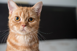 이쪽을 바라보는 고양이