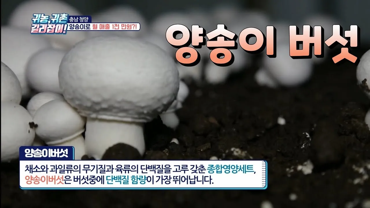 양송이버섯 재배 배지 준비 온도 습도 수확 정리_6