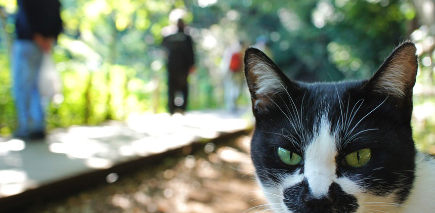 째려보는 고양이