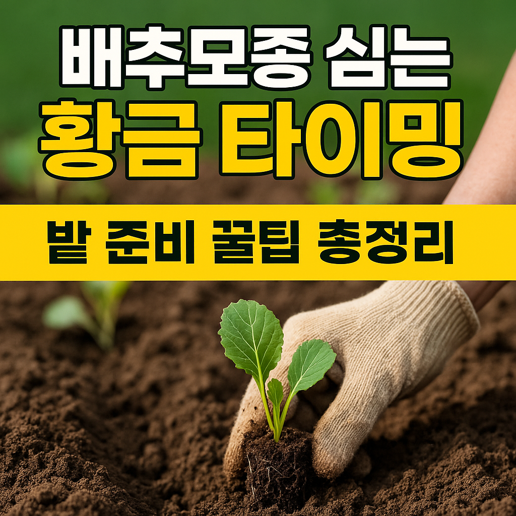 배추모종 심는 타이밍 1