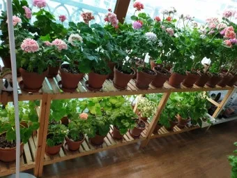 식물등 설치 위치높이 시간대설정 광량부족 해결 겨울철 성장 돕기_4