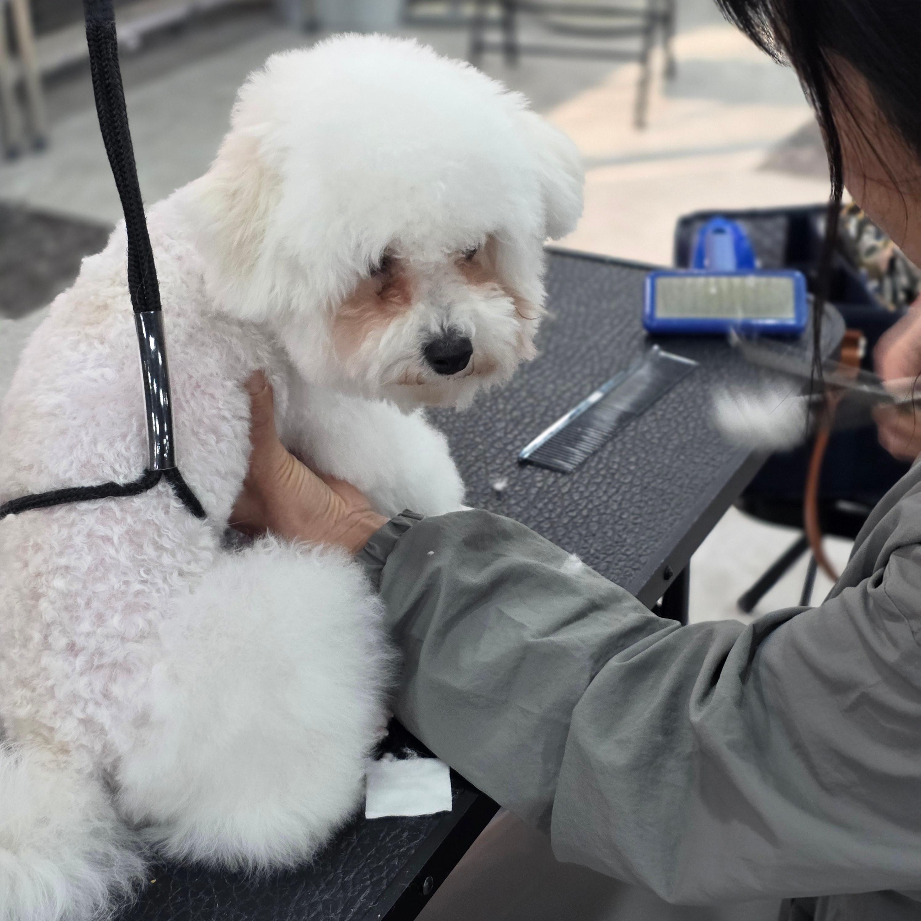 평택애견미용학원