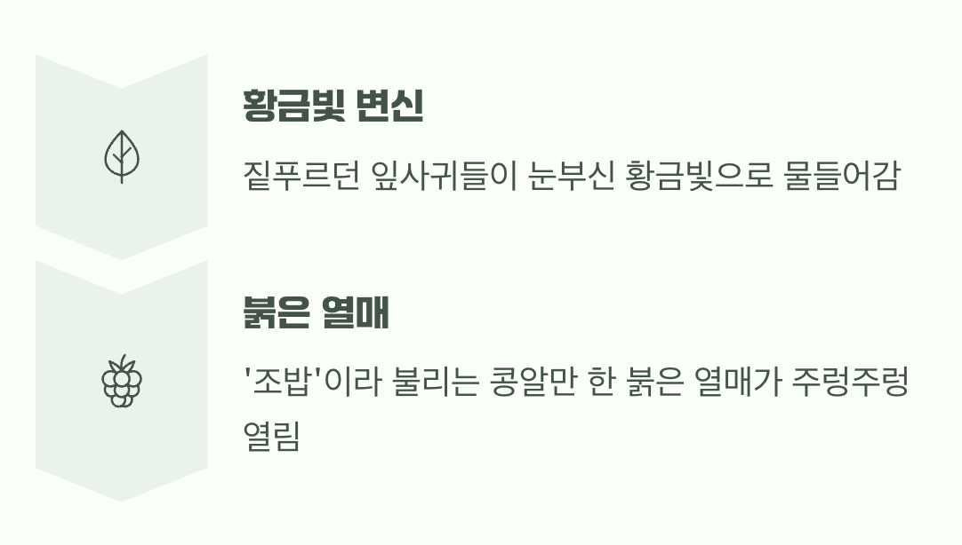 가을: 붉은 보석과 황금빛 단풍