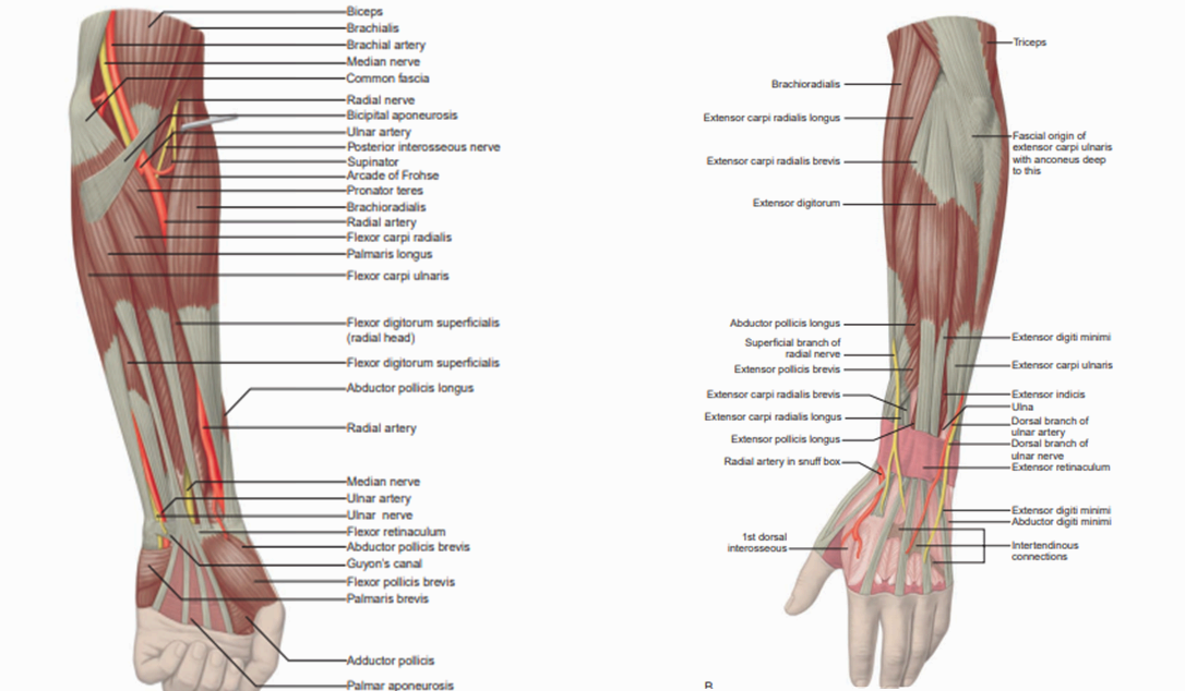 손목과 손의 해부학