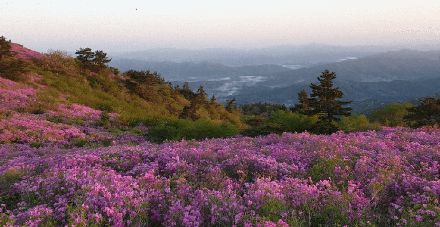 전국 4월 철쭉 축제 일정 총정리
