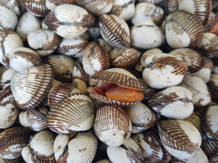 생방송투데이 꼬막 전남 보성 벌교꼬막