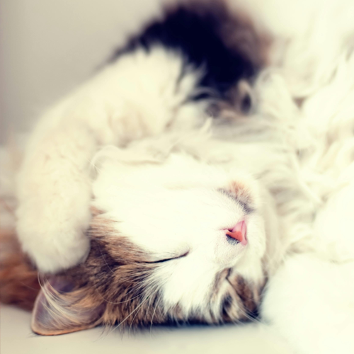 숙면에 좋은 음식