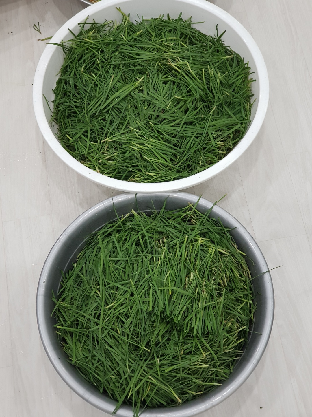 부추 : 정구지 11단 시세 가격 5,000원(ft.1단은 서비스)