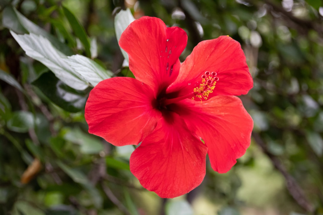 Hibiscus