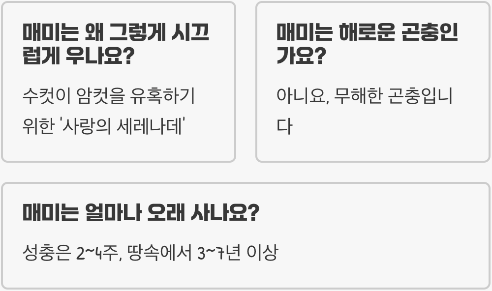 말매미 vs 참매미 vs 유지매미, 소리만 듣고 1분 만에 구별하는 법