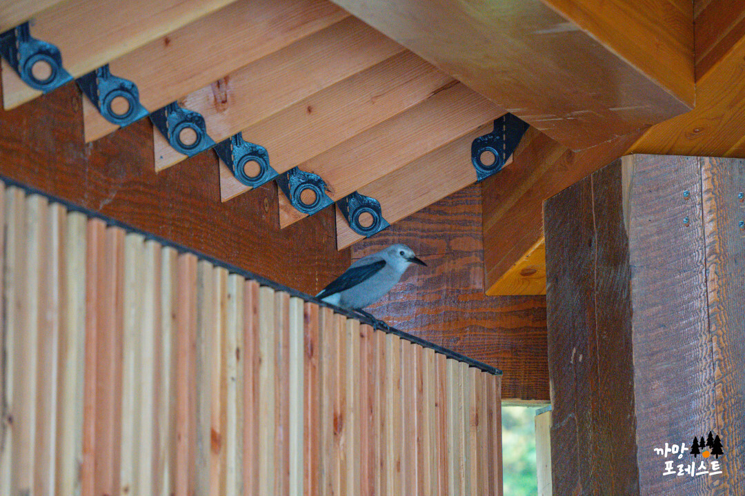 캐나다 레이크 루이스 새