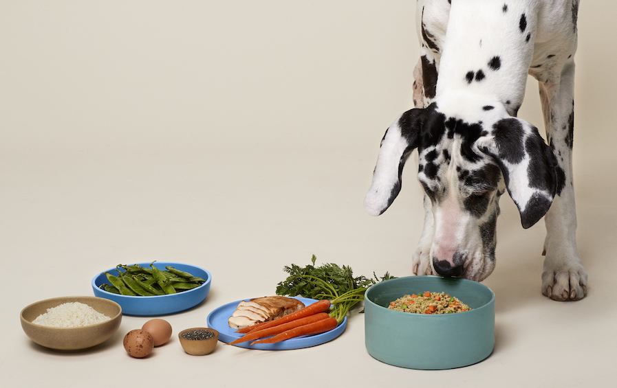 강아지의 여름철 식이요법과 수분섭취법 이미지