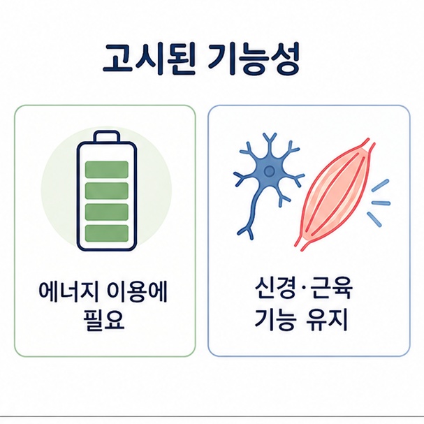 마그네슘의 고시된 기능성 두 가지, 에너지 이용과 신경·근육 기능 유지를 아이콘으로 나눈 도표