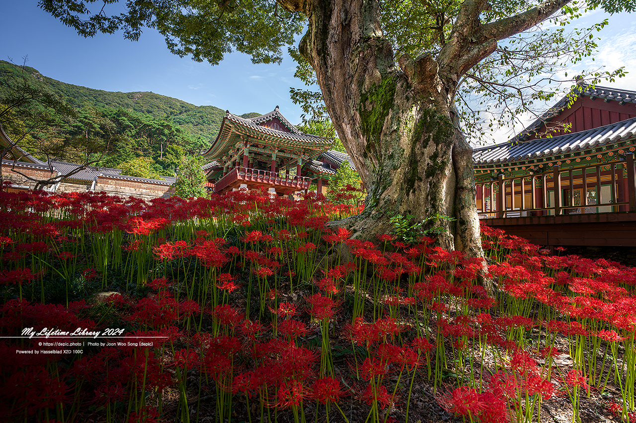 영광 불갑사 꽃무릇 가을
