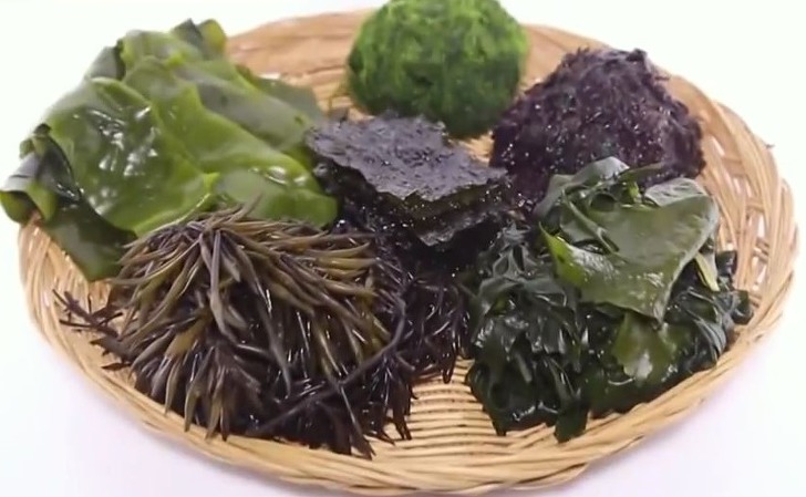 해조류