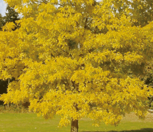황금 회화나무 삽목 묘목 꽃 꽃말 잎 열매