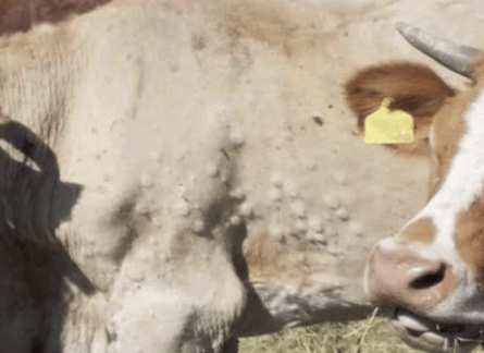 럼피스킨병 백신과 예방법