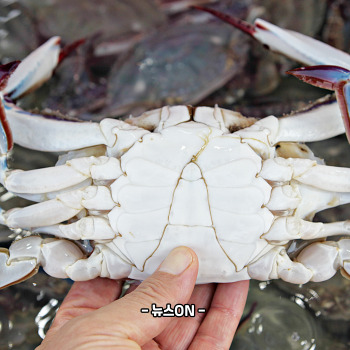 냉동 꽃게탕 끓이는 방법