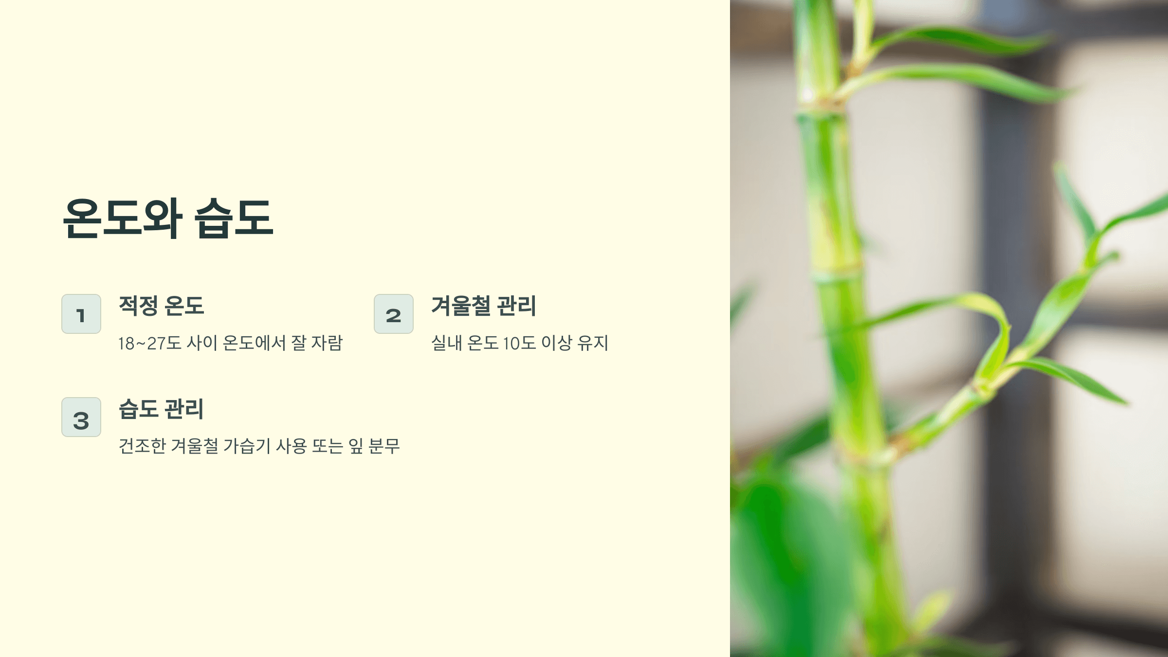 행운목과 관련된 사진입니다.