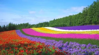 북해도 후라노 라벤더 축제 시즌 개화 시기 이벤트 일정 대표 명소 여행 완벽 가이드_19