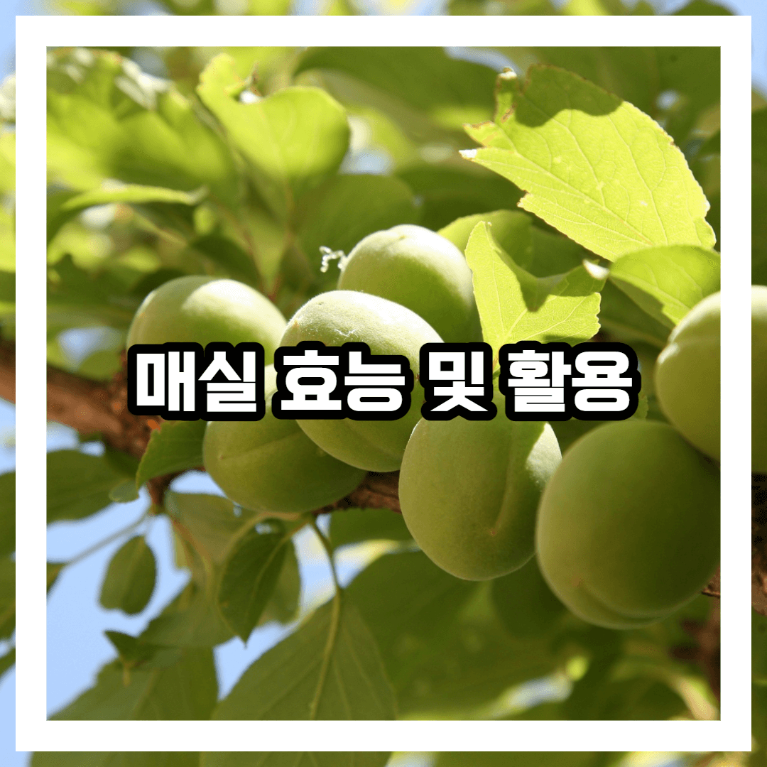 매실나무사진