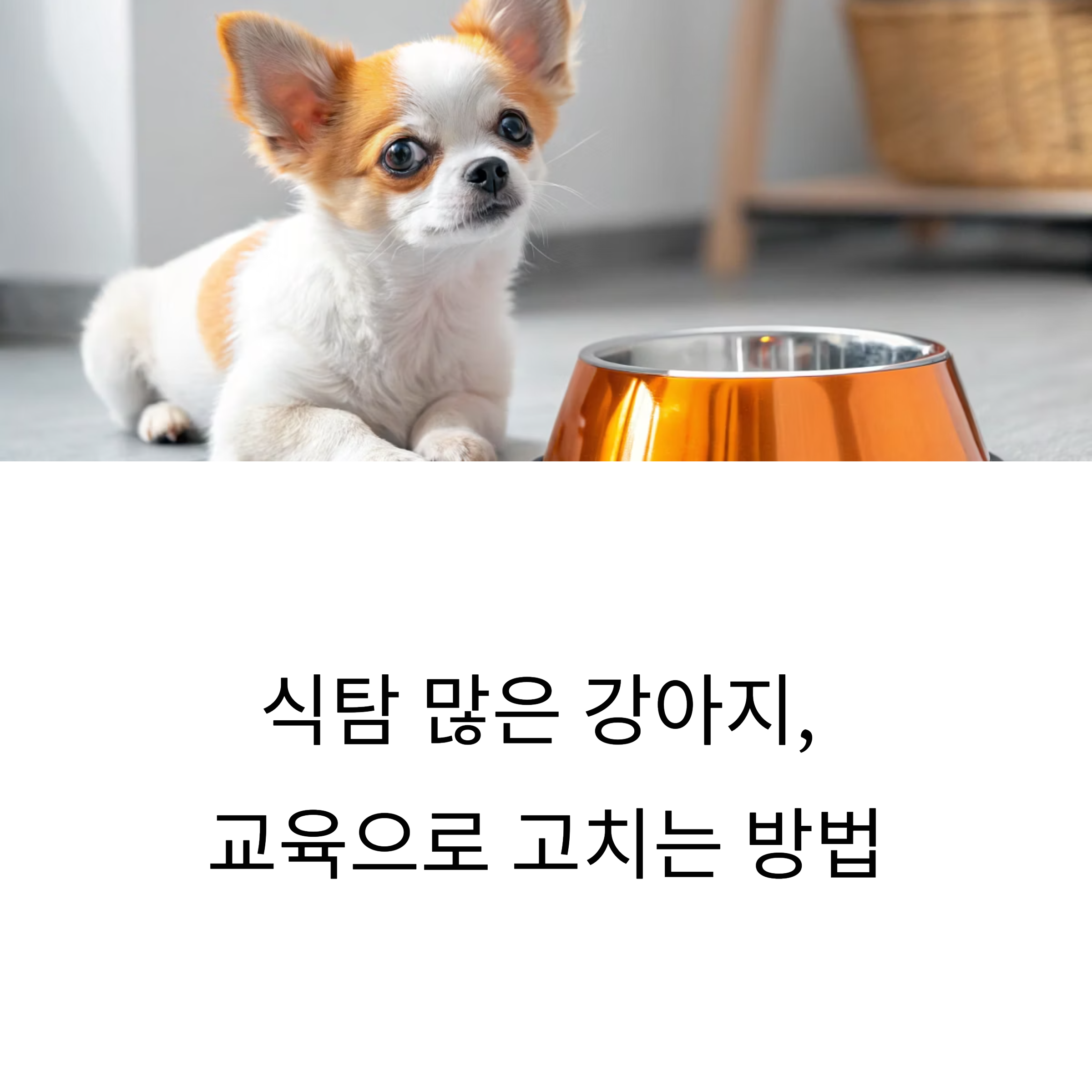 식탐 많은 강아지, 교육으로 고치는 방법