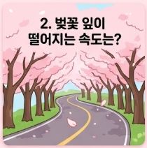 벚꽃 상식