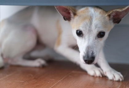 소리를 무서워하는 개.